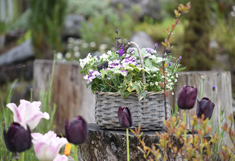 【お手軽ガーデニング】季節の寄せ植え（風の丘ガーデン） ギフト寄せ植え 贈答用寄せ植え 母の日 誕生日 記念