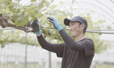 【高原のフレッシュワイン】マスカットベリーA（ロゼ）　1ダース