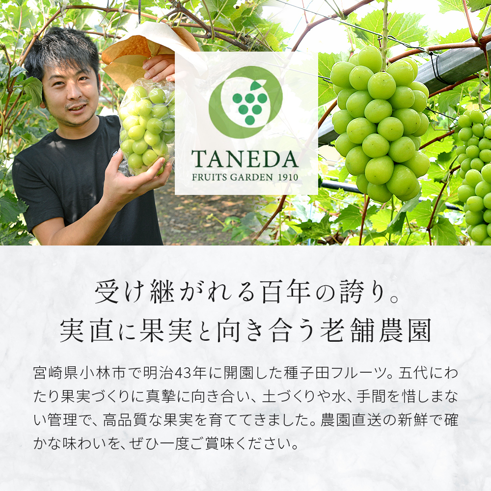 【先行受付・産直もぎたて】大玉 特選 シャインマスカット 800g（国産 フルーツ 果物 くだもの ブドウ ぶどう 旬 先行受付 2026 大玉 厳選 限定）