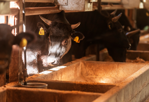 【自社農場和牛】富永和牛手作りハンバーグ（ハンバーグ 牛肉 牛肉100% 国産 冷凍 調理済 宮崎 惣菜 小林市）