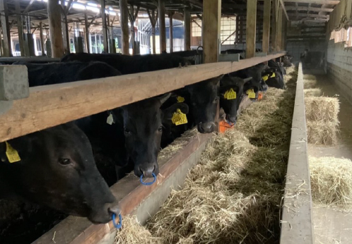 【自社農場和牛】メス指定黒毛和牛ハラミ 300g（国産 黒毛和牛 牛肉 ハラミ 焼肉 BBQ 冷凍）