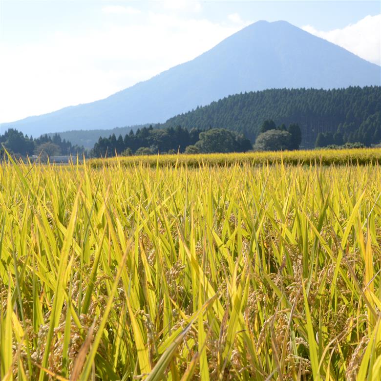 【新米 令和7年産】ヒノヒカリ 5kg（国産 米 新米 お米 精米 令和7年新米 5kg 数量限定） 5kg