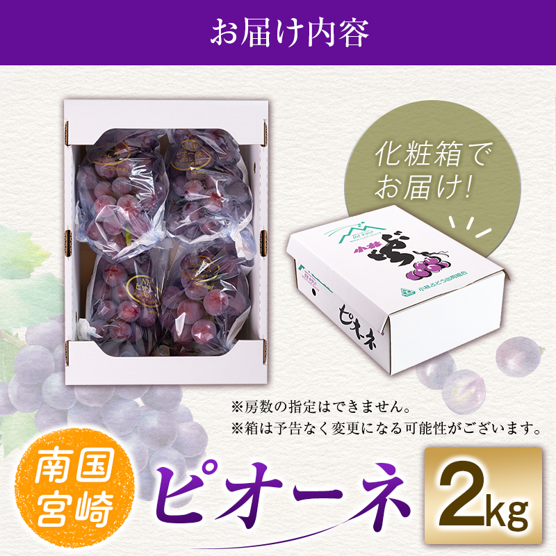 【令和8年発送 先行予約】小林市産 ピオーネ 2kg（ぶどう ブドウ ピオーネ フルーツ 果物 くだもの 先行受付 限定） 2.0kg程度