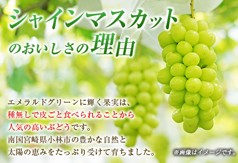 【定期便・全2回】完熟マンゴーとシャインマスカット定期便（マンゴー 完熟マンゴー アップルマンゴー ブドウ ぶどう マスカット 定期便）