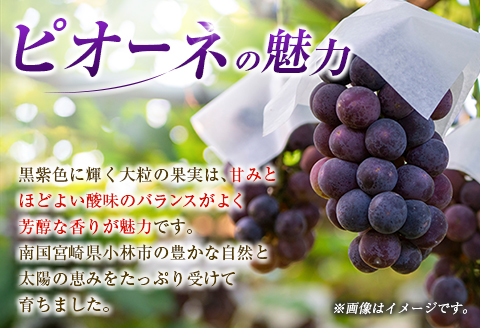 【定期便・全2回】完熟マンゴーとピオーネ定期便（マンゴー 完熟マンゴー アップルマンゴー ブドウ ぶどう 種なし ピオーネ 定期便）