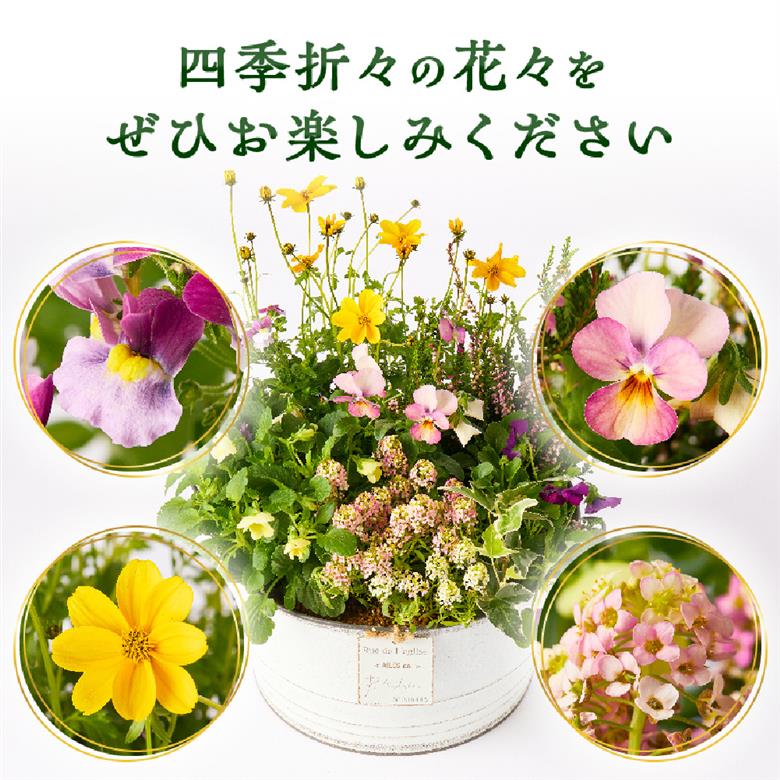 【お手軽ガーデニング】季節の寄せ植え（風の丘ガーデン） ギフト寄せ植え 贈答用寄せ植え 母の日 誕生日 記念