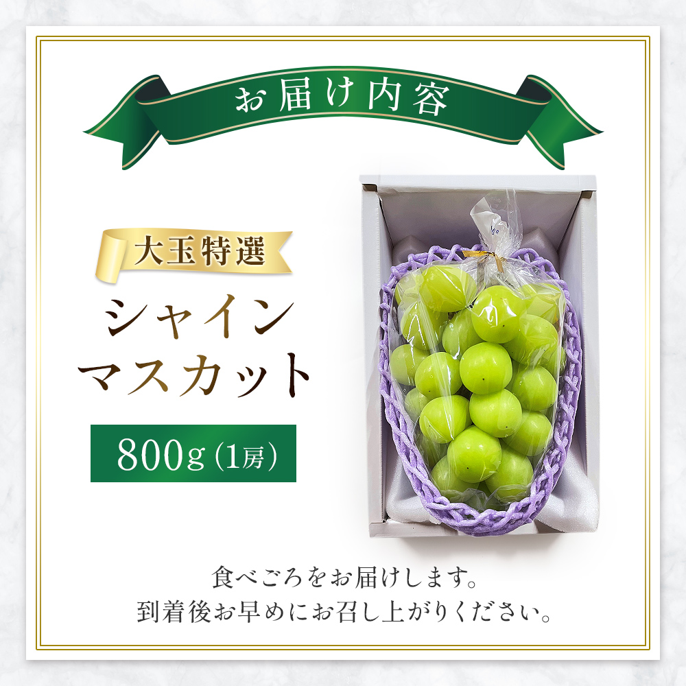 【先行受付・産直もぎたて】大玉 特選 シャインマスカット 800g（国産 フルーツ 果物 くだもの ブドウ ぶどう 旬 先行受付 2026 大玉 厳選 限定）