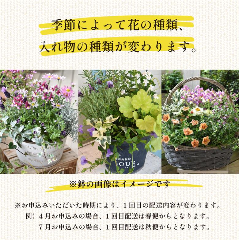 【定期便3回】季節の寄せ植え（ガーデニング ギフト寄せ植え 贈答用寄せ植え 母の日 誕生日 記念 定期便）