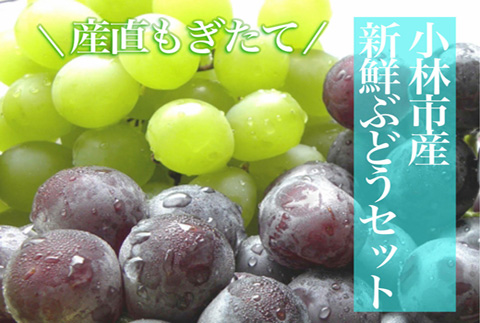 【産直もぎたて】シャインマスカットと旬のぶどうセット 1.8kg程度（国産 フルーツ 果物 くだもの ブドウ シャインマスカット 旬 贈答用 プレゼント 限定）