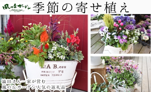 【お手軽ガーデニング】季節の寄せ植え（風の丘ガーデン） ギフト寄せ植え 贈答用寄せ植え 母の日 誕生日 記念