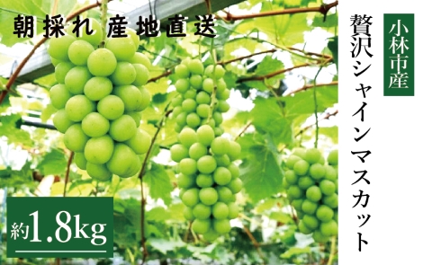 【令和8年発送 先行予約】贅沢シャインマスカット1.8kg程度（果実 フルーツ ぶどう マスカット 2026 先行受付 人気 限定 宮崎 小林市）