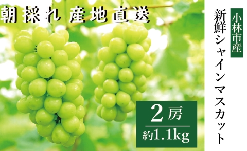 【令和8年発送 先行予約】新鮮シャインマスカット2房 1.1㎏程度（果実 フルーツ ぶどう マスカット 2026 先行受付 人気 限定 宮崎 小林市）