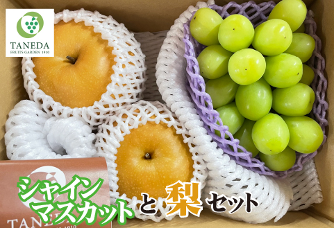 【先行予約 令和8年発送】シャインマスカットと梨のセット（フルーツ 果物 くだもの ブドウ ナシ 旬 先行受付 2026 贈答用 限定 産地直送）