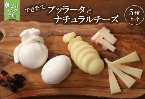 【朝どれミルク使用】できたてブッラータとナチュラルチーズの5種セット（国産 ナチュラルチーズ 乳製品 チーズ コンテスト受賞  人気 霧島 宮崎 小林市 地域限定）
