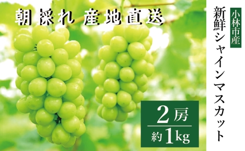 【数量限定】新鮮シャインマスカット2房 1kg程度（国産 フルーツ ぶどうブドウ 果物 くだもの 旬 2025 限定）