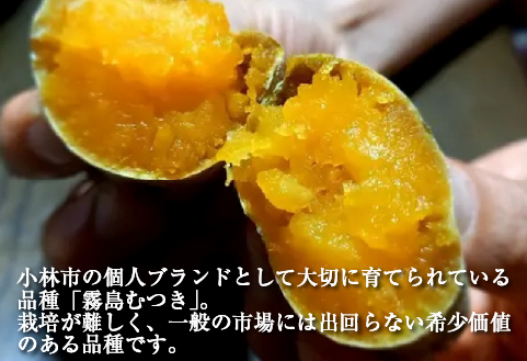 【希少品種】小林市産さつまいも「霧島むつき」3.5kg（さつま芋 希少 旬 訳あり 家庭用 焼き芋 大学いも お菓子）