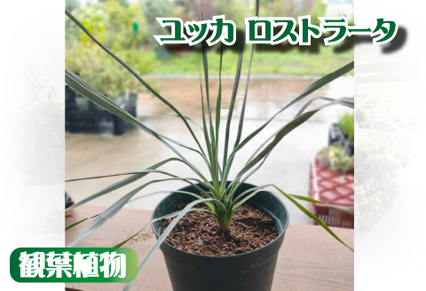 【ドライガーデンで人気】ユッカ・ロストラータ（ユッカ ドライガーデン 観葉植物 植物 観賞用 希少）