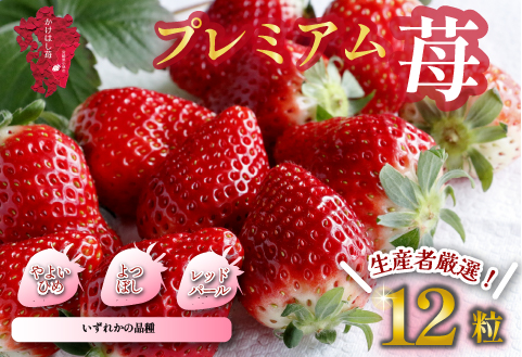【生産者厳選】新鮮採れたて プレミアムいちご 12粒（苺 イチゴ いちご 大粒 フルーツ 2026 産地直送 贈答用 プレゼント 限定）