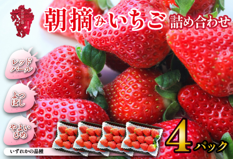 新鮮採れたて 朝摘みいちご 4パック（苺 イチゴ いちご フルーツ 2026 産地直送 限定）