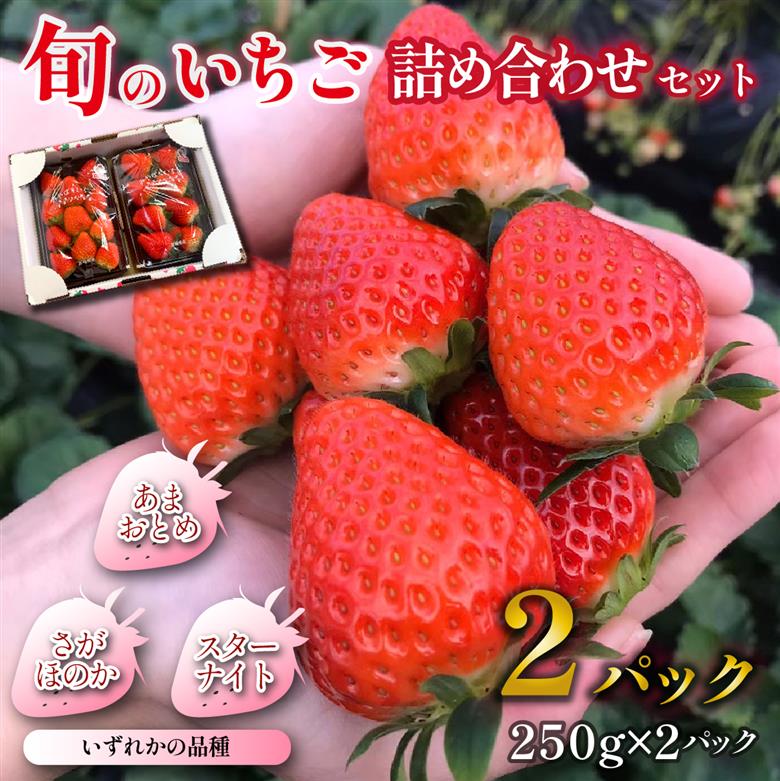 【先行受付】小林市産 朝摘み新鮮いちご 詰め合わせ （250g×2パック） 苺 イチゴ 果物 贈答用 プレゼント 先行予約