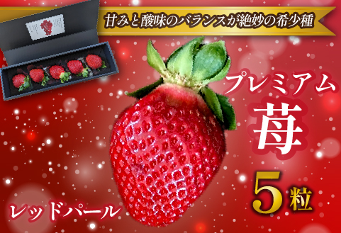 【大粒厳選】プレミアムいちご レッドパール 5粒（果物 フルーツ イチゴ 苺 いちご 大粒 大玉 贈答用 プレゼント 2026 期間限定）