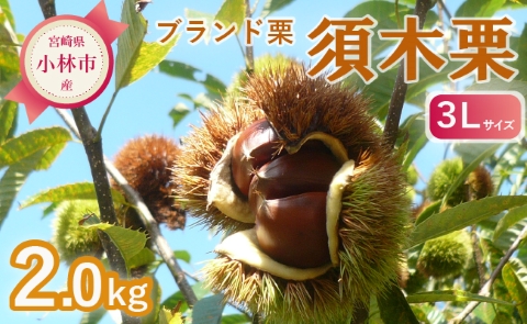 【期間・数量限定】ブランド栗「須木栗」3Lサイズ 2kg程度（生栗 マロン 栗 果物 フルーツ 限定 秋 旬）