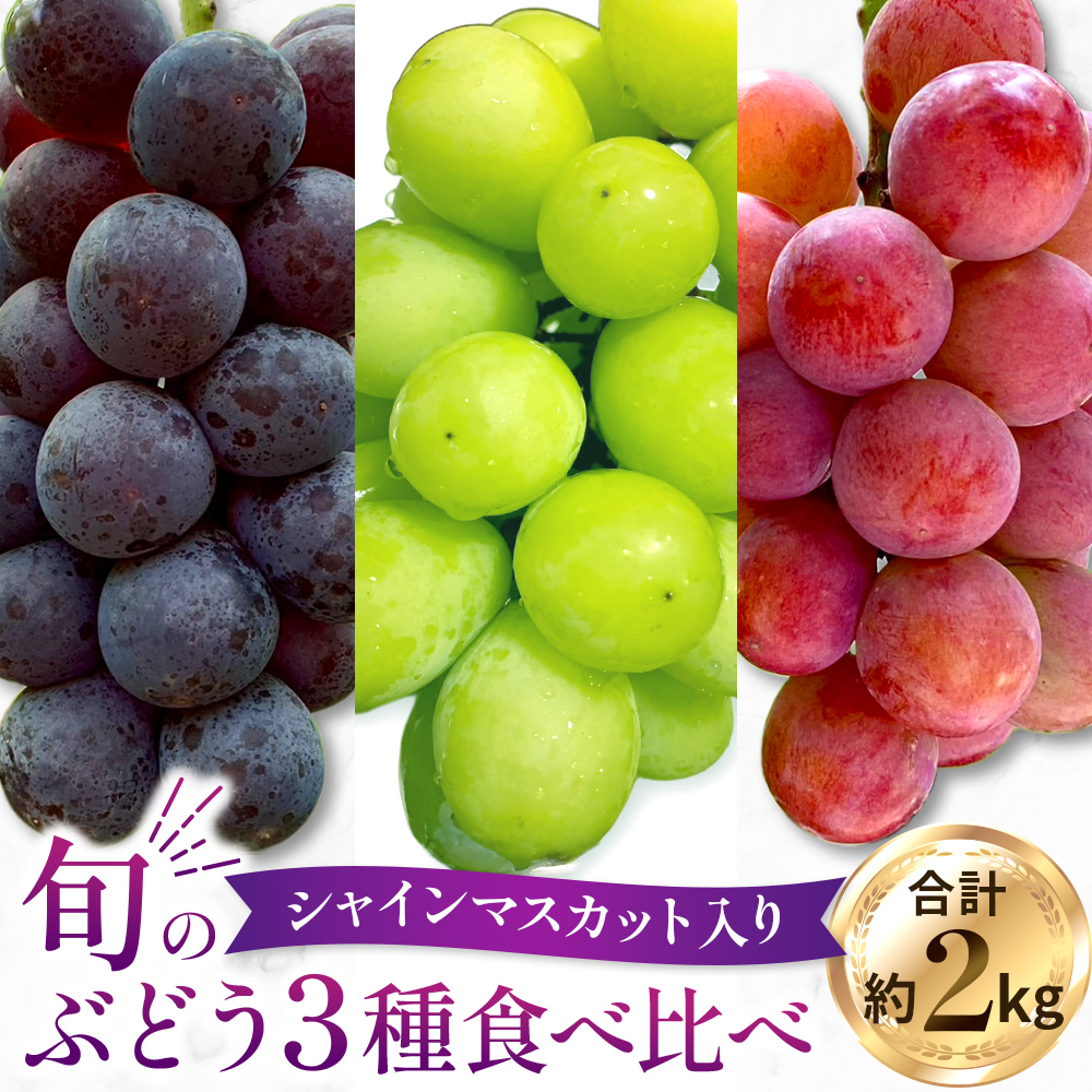 【2026年発送 先行予約】旬のぶどう３種食べ比べ アソート 計2kg程度（ シャインマスカット オーロラブラック・ピオーネ クイーンニーナ ） ぶどう ブドウ シャインマスカット シャイン マスカット フルーツ 果物 ぶどう食べ比べ