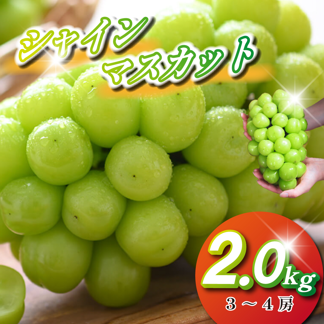 【2026年発送 先行予約】シャインマスカット 2kg程度（3～4房 ぶどう ブドウ マスカット フルーツ 果物 先行受付 数量限定）