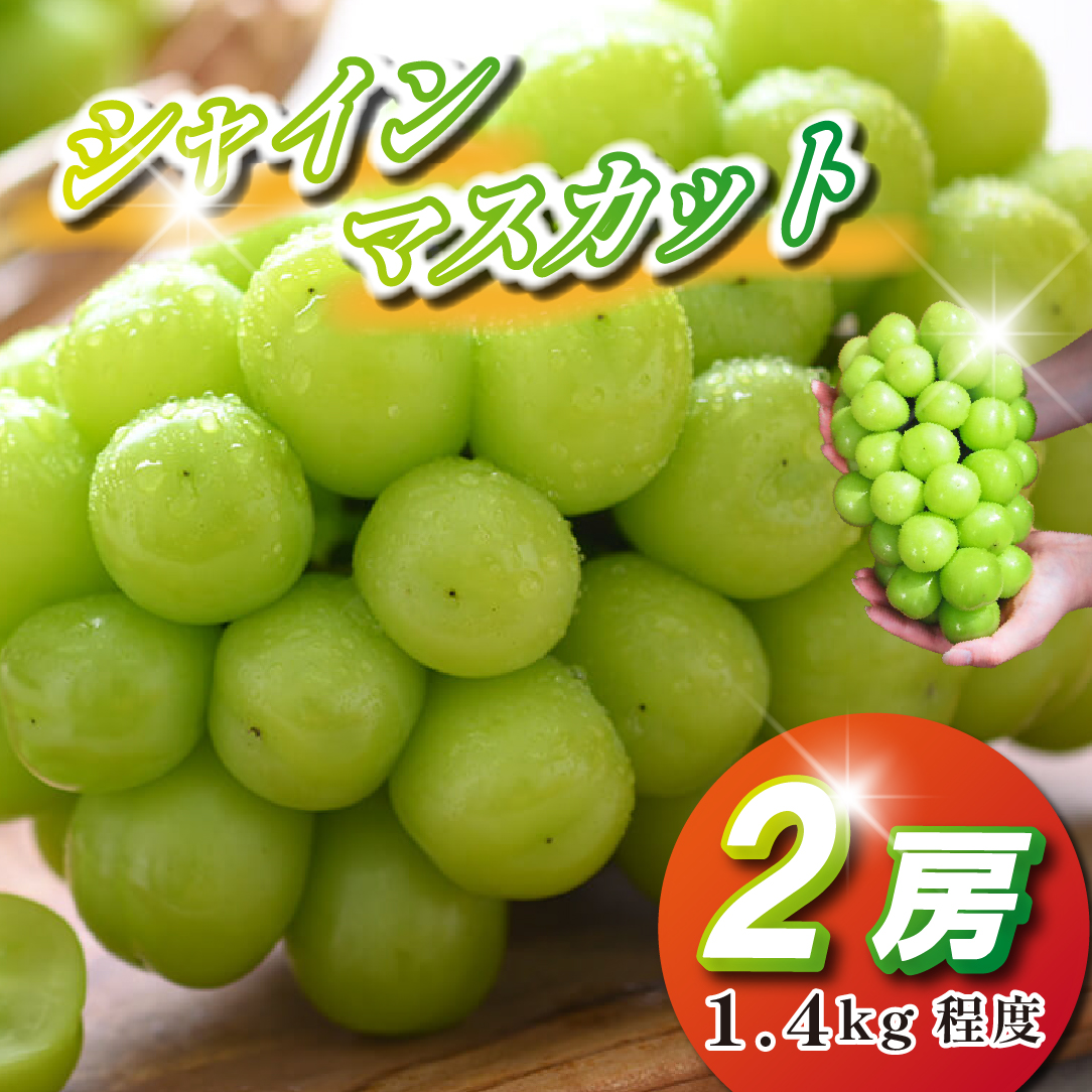 【2026年発送 先行予約】シャインマスカット 2房 1.4kg程度（ぶどう ブドウ マスカット フルーツ 果物 先行受付 限定）