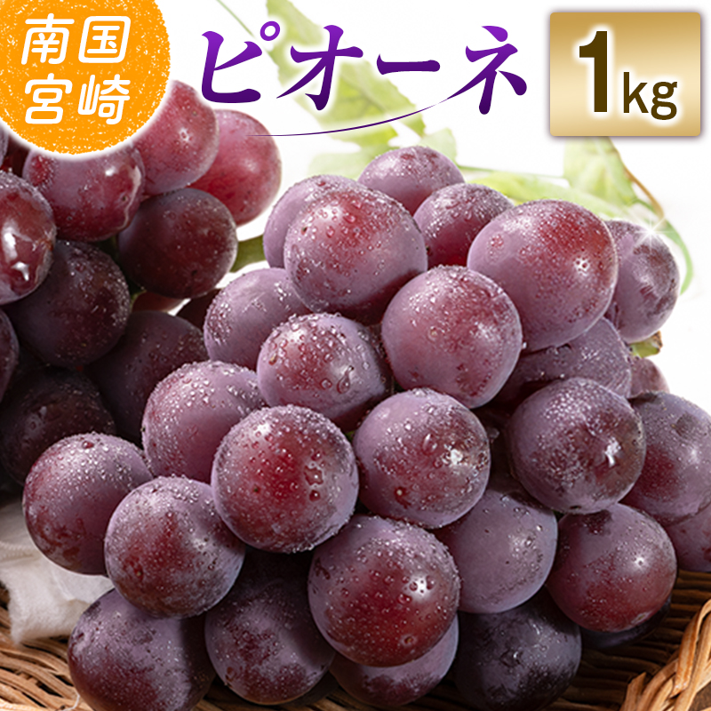 【令和8年発送 先行予約】小林市産 ピオーネ 1kg（ぶどう ブドウ ピオーネ フルーツ 果物 くだもの 先行受付 限定）  1.0kg程度