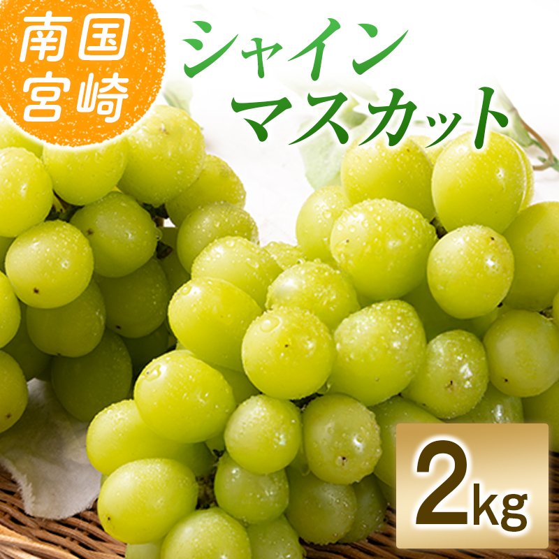 【令和8年発送 先行予約】小林市産 シャインマスカット 2kg（ブドウ ぶどう シャインマスカット マスカット フルーツ 果物 先行受付 限定） 2.0kg程度