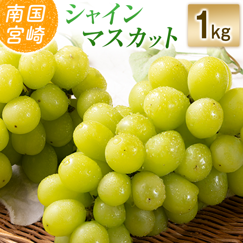 【令和8年発送 先行予約】小林市産 シャインマスカット 1kg（ブドウ ぶどう シャインマスカット マスカット フルーツ 果物 先行受付 限定） 1.0kg程度
