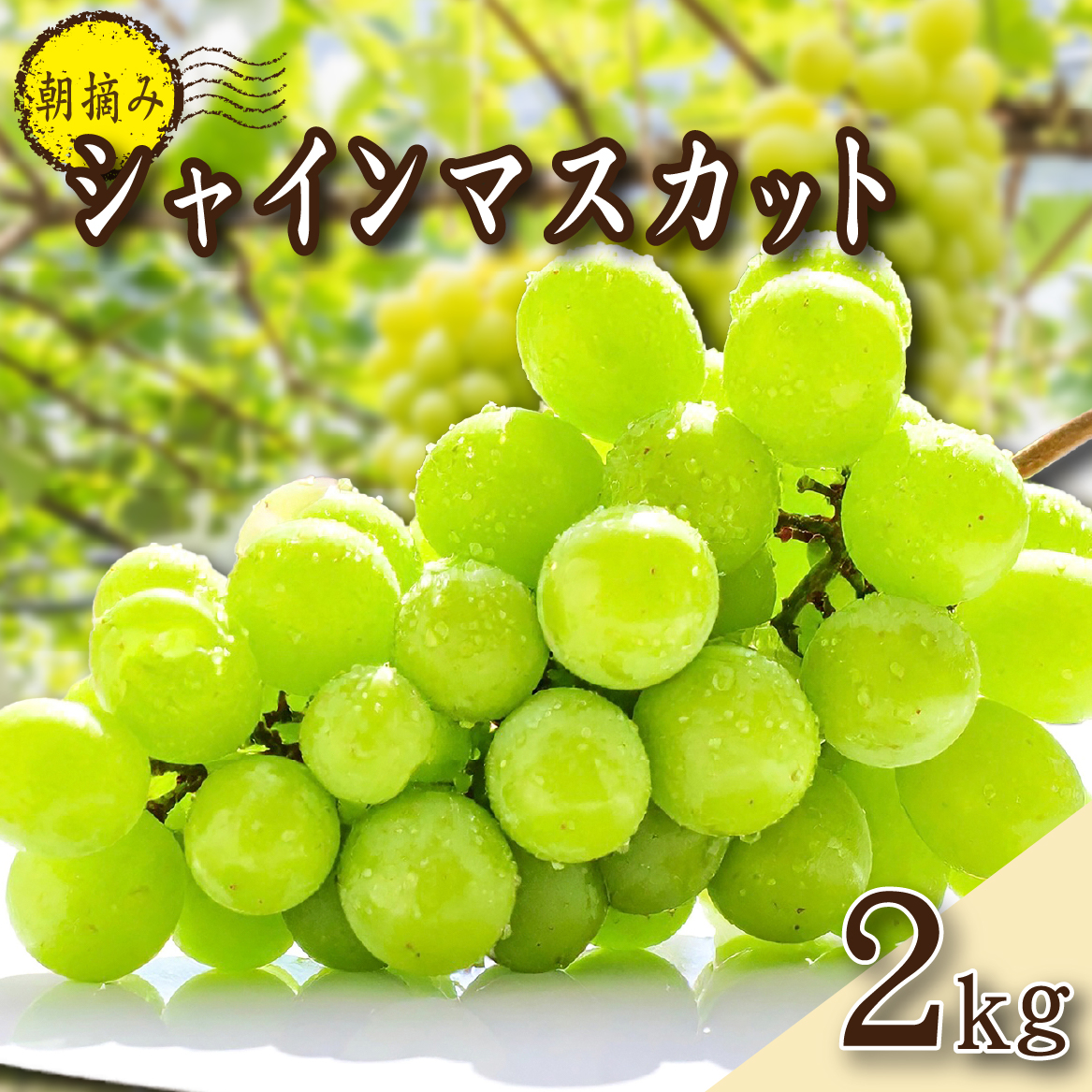 【2026年発送 先行予約】農場直送・朝摘み樹上完熟シャインマスカット 2kg程度