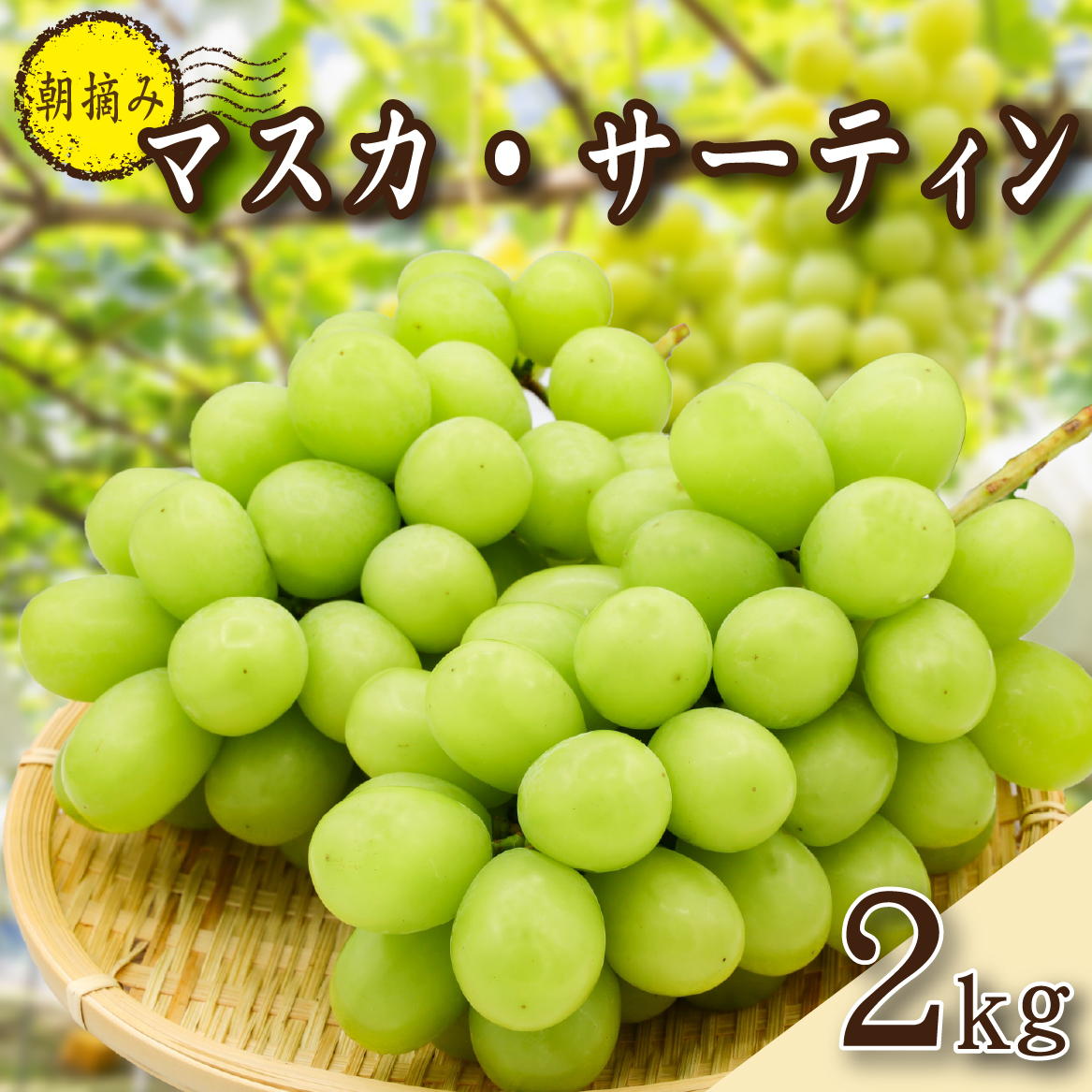 【2026年発送 先行予約】農場直送・朝摘み樹上完熟マスカ・サーティン 2kg程度（ブドウ ぶどう シャインマスカット 希少 先行受付 2026 宮崎県）