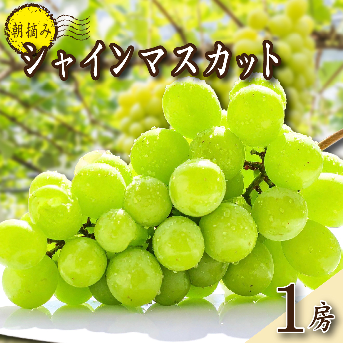 【2026年発送 先行予約】特選大房朝摘み完熟シャインマスカット1房 750g程度（ブドウ ぶどう フルーツ シャインマスカット 先行受付 2026 宮崎県）