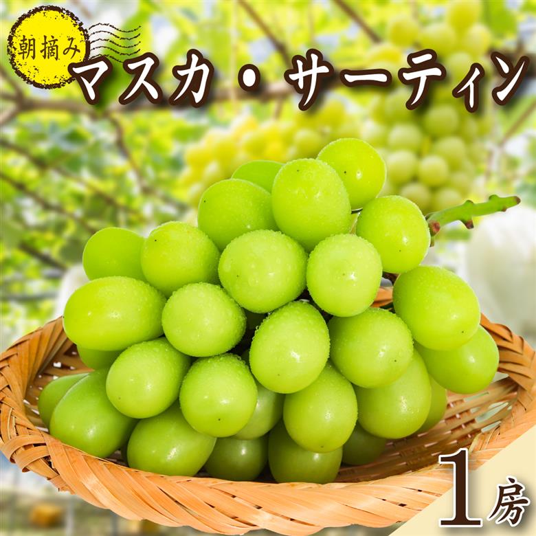 【2026年発送 先行予約】特選大房朝摘み完熟マスカ・サーティン1房 750g程度（ブドウ ぶどう シャインマスカット 希少 先行受付 2026 宮崎県）