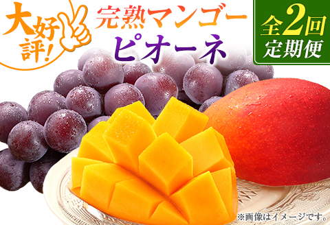 【定期便・全2回】完熟マンゴーとピオーネ定期便（マンゴー 完熟マンゴー アップルマンゴー ブドウ ぶどう 種なし ピオーネ 定期便）