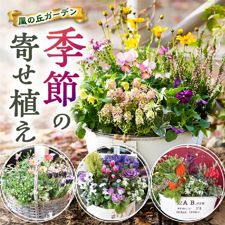 【お手軽ガーデニング】季節の寄せ植え（風の丘ガーデン） ギフト寄せ植え 贈答用寄せ植え 母の日 誕生日 記念