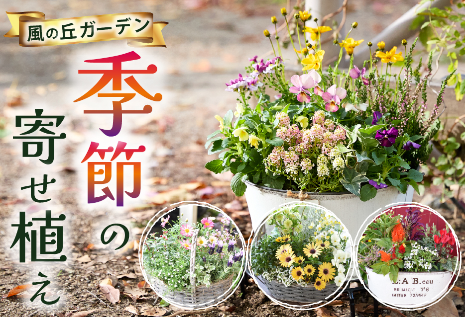 【お手軽ガーデニング】季節の寄せ植え（風の丘ガーデン） ギフト寄せ植え 贈答用寄せ植え 母の日 誕生日 記念 花 ガーデニング