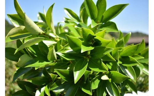 日向市産 しきみ [黒田樒園 宮崎県 日向市 452060139]