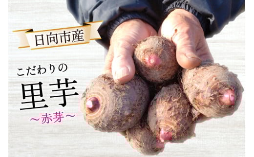 【期間限定発送】 里芋 赤芽 2kg [甲斐自然派農園 宮崎県 日向市 452060525] さといも ホクホク