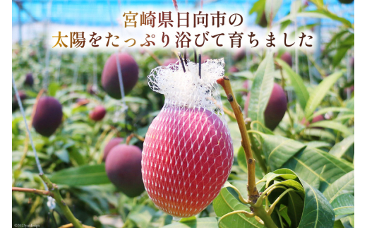 【2026年夏発送】 訳あり 宮崎 完熟 マンゴー 約 1kg [宮崎県農業協同組合日向地区本部（販売課） 宮崎県 日向市 452060659] 果物 フルーツ 規格外 家庭用 完熟マンゴー 甘い 日向 期間限定 冷蔵