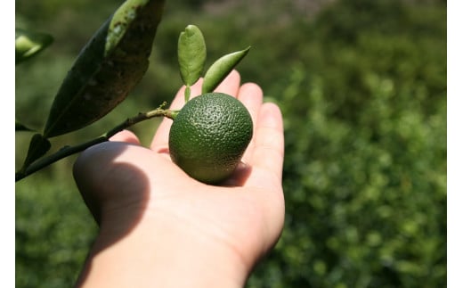 【期間限定発送】 へべす ひなたGAP認定 ふぞろい 5kg [へべすの悠美園 宮崎県 日向市 452060724] ヘベス 宮崎 果物 フルーツ くだもの 柑橘 ポン酢 調味料 果汁