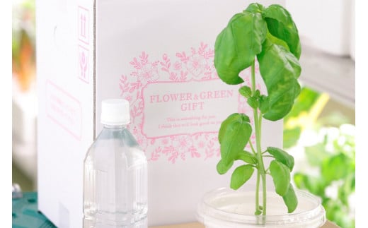 野菜 いまどれ野菜「テーブル菜園」おまかせ２個セット [SPミヤザキ 宮崎県 日向市 452060980] 栽培キット 水耕栽培 ポット キット 室内 家庭菜園 新鮮