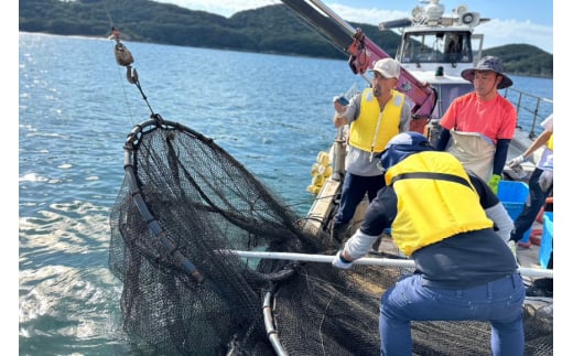 体験 日向灘細島港 定置網漁 体験チケット 貸切プラン [高田屋 宮崎県 日向市 452061158] 漁 定置網 漁師体験 九州 宮崎 日向