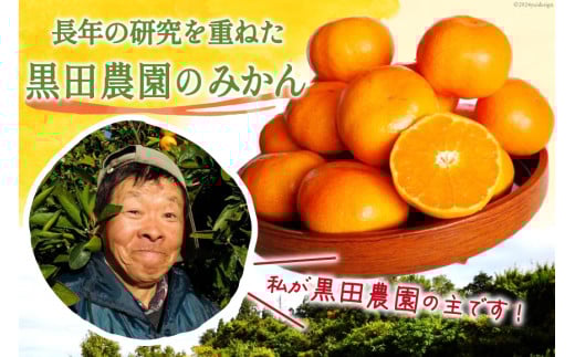 【期間限定発送】 みかん 5kg コクのある甘さ うまぁ〜い！！青島晩生温州みかん S・M・L いずれか [黒田農園 宮崎県 日向市 452061304] 果物 フルーツ ミカン 蜜柑 柑橘