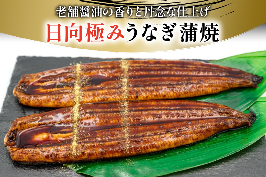 うなぎ 国産 日向極み うなぎ蒲焼 2尾 計240g以上 【たれ・山椒付き】 [日向サンパーク 宮崎県 日向市 452061502] ギフト 小分け 真空パック 鰻 ウナギ うなぎの蒲焼 蒲焼 蒲焼き