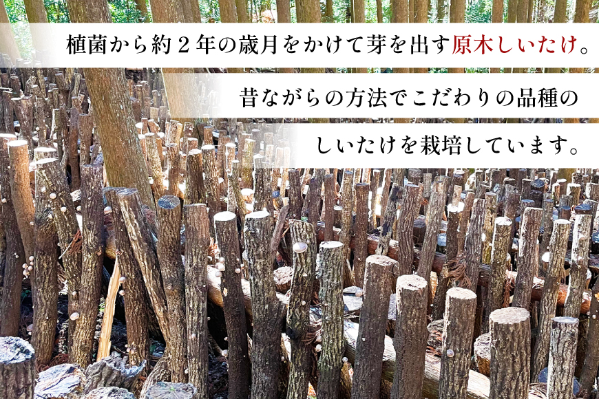 国産 特上 原木 乾燥 しいたけ 肉厚どんこ 170g [浜辺しいたけ 宮崎県 日向市 452061577] 椎茸 どんこ 乾燥しいたけ 乾燥椎茸