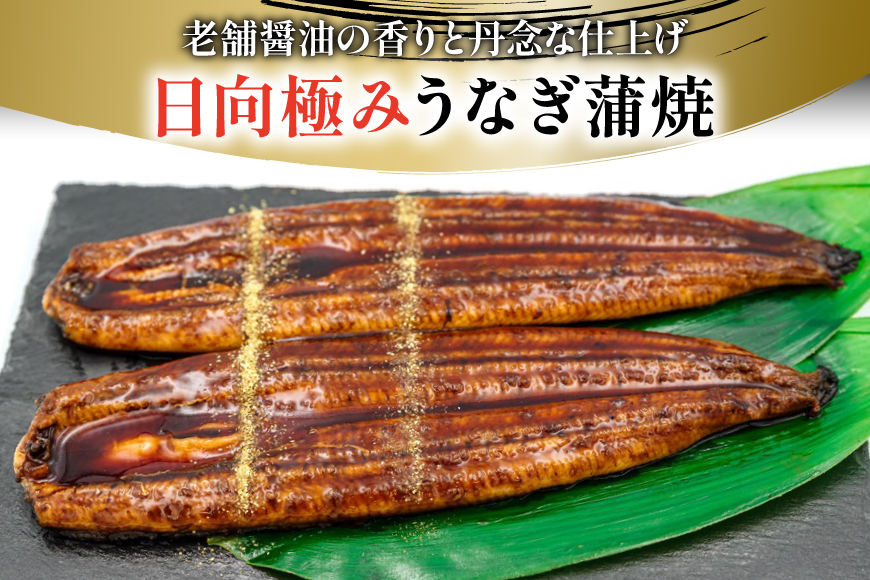 うなぎ 国産 日向極み うなぎ蒲焼 2尾 計300g以上 【たれ・山椒付き】 [日向サンパーク 宮崎県 日向市 452061636] ギフト 小分け 真空パック 鰻 ウナギ うなぎの蒲焼 蒲焼 蒲焼き