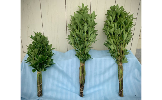 日向市産 しきみ [黒田樒園 宮崎県 日向市 452060139]